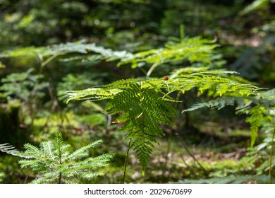 view of green ferns in dense forest with blurred background