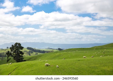 View Of Green Hills In New Zealand.