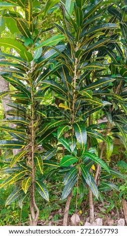 A view of the green leaf texture of a plant encountered while hiking in the rural hills of Bumiwangi, Ciparay, Indonesia.