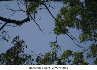 View of green leafy tree branches against a clear blue sky