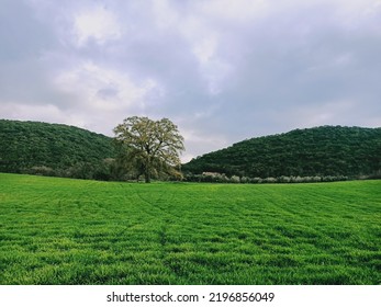 View Of Green And Looks Like Windows Desktop Background 