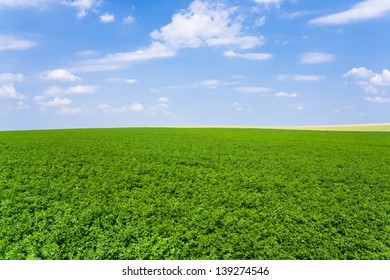 view of green lucerne plantation under blue sky in France.