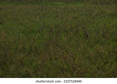 View Of Green Purple Tropical Grassland Background 