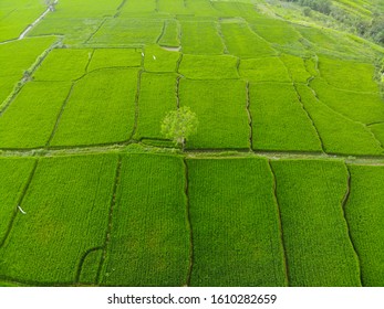 View Of Green Rice Terraces, Beautiful Landscape, Sky, Clouds, Sun, Expanse, Bright Colours, Mesmerising Landscape, Top View