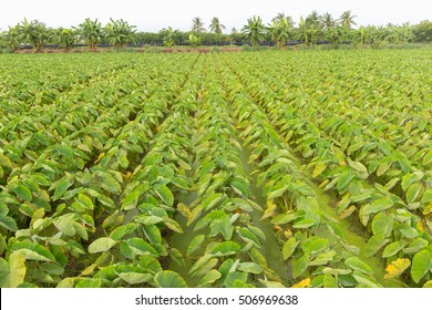  View Of Green Taro Plant