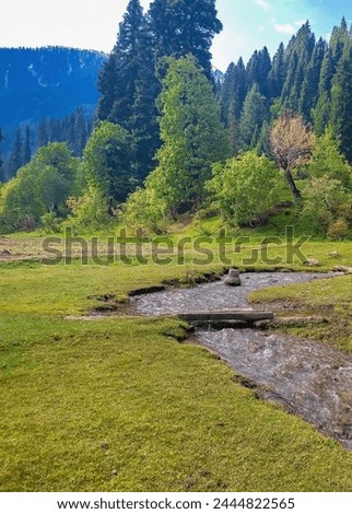 view of green trees, pine trees, green grass, water stream, blue sky, mountains.