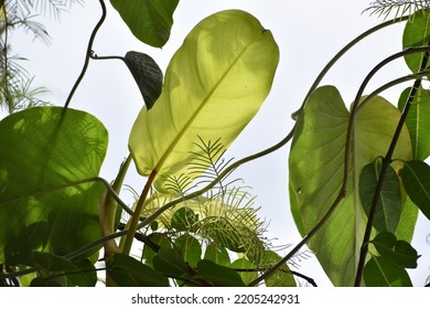 View of green tropical leaves  - Shutterstock ID 2205242931