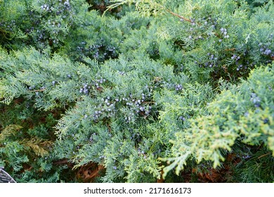 View Of A Grey Owl Juniper Shrub (Juniperus Virginiana)