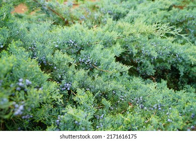 View Of A Grey Owl Juniper Shrub (Juniperus Virginiana)