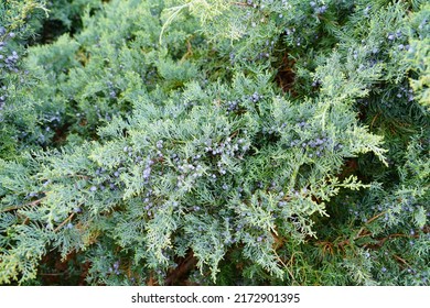 View Of A Grey Owl Juniper Shrub (Juniperus Virginiana)