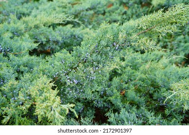 View Of A Grey Owl Juniper Shrub (Juniperus Virginiana)