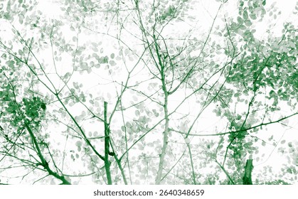 View from the ground, the branches of the trees spread out under the sky, green and white color.