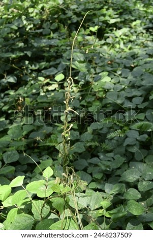 View of the ground growing tropical kudzu vines raised up by Intertwined and twisting the stem together. The vines are forming in this to become supportive structure them self or looking for support