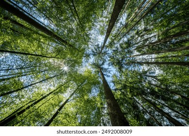 View from ground of tall trees reaching towards the blue sky in a dense forest. Natural, serene, and tranquil. - Powered by Shutterstock