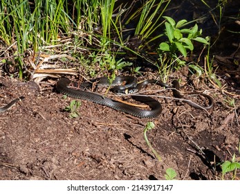 View of a group of black and brown grass snakes (Natrix natrix) of different sizes staying in the sun next to water. The eurasian non-venomous snake showing the distinctive yellow collar
