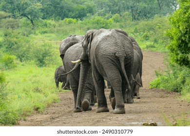 View of a group of Elephants walking down a dirt road in South Africa
