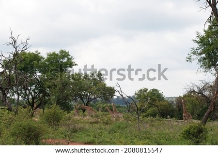 VIEW OF A GROUP OF GIRAFFE UNDER LARGE TREES IN A SOUTH AFRICAN LANDSCPAPE