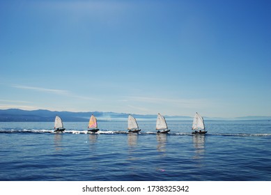 A View Of A Group Of Sailboats  In The Adriatic Sea. Swims On The Wind Surf On The Sea Wave Against The Blue Sea And The Horizon. Movement Of The  Sails On Water. Summer Fun At Sea. Rhythm. Life