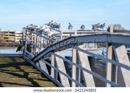View of a group of seagulls sitting at a dock at the river Rhein in Bonn Germany