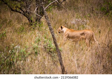 View Of A Grown Female Lion Hunting For Prey In The Savannah Shrublands Of The Lake Nakuru National Park In Nairobi, Kenya