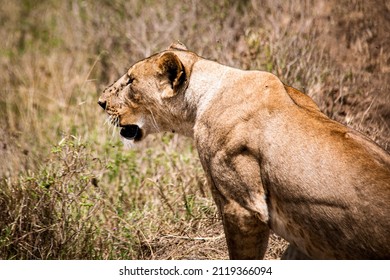 View Of A Grown Female Lion Hunting For Prey In The Savannah Grasslands Of The Lake Nakuru National Park In Nairobi, Kenya