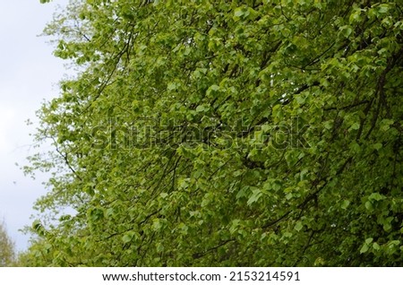 View of grreen tree leaves in the spring