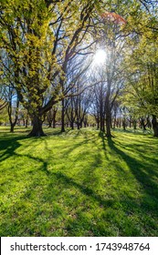 View Of Hagley Park In Christchurch