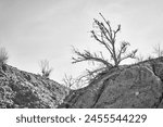 view of haloxylon tree next to a dried-up streambed in Altyn Emel National Park, Kazakhstan