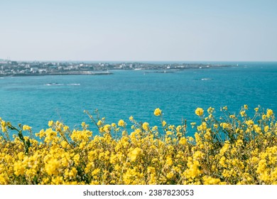 View of Hamdeok Beach and yellow rape flower field from Seoubong peak in Jeju island, Korea - Powered by Shutterstock