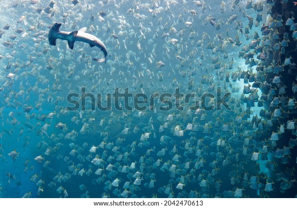 View of a hammerhead shark swimming among a shoal\
of silver moony fish (or diamondfish), which are trying to escape\
from the ferocious predator, in the huge aquarium of Xpark,\
Taoyuan, Taiwan