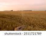 A view of a handholding a ripe wheat stem, in front of a wheat field, seen in Winnipeg, Canada.