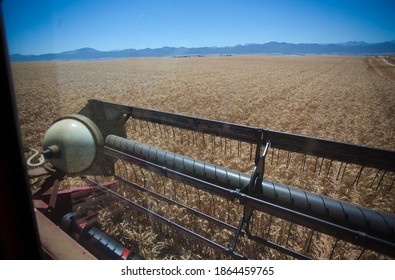 View Of The Head Of A Combine Harvester While Harvesting Wheat From The Inside Of The Cab Of The Combine Harvester