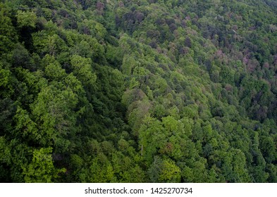 View from the height of the treetops