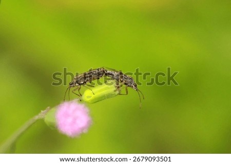 View of Hemiptera mating on the flower bud.