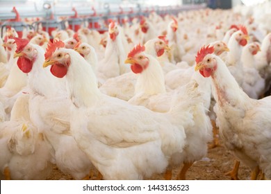 View Of Hens And Roosters Inside A Modern Poultry House 