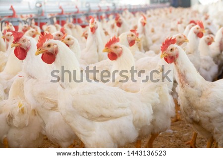 View of hens and roosters inside a modern poultry house 