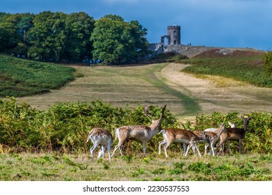 A view of a herd of deer in Bradgate Park, Leicestershire, UK, in Autumn
