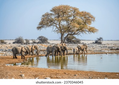 A view of a herd of elephants drinking at a waterhole in the Etosha National Park in Namibia in the dry season - Powered by Shutterstock