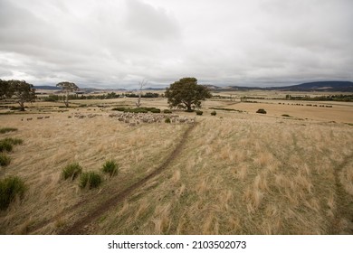 View of herd of sheep in a paddock on a farm near Bothwell, Tasmania