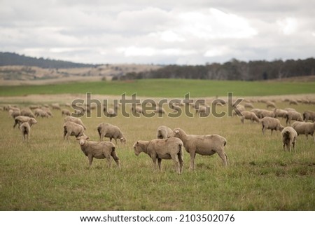 View of herd of sheep in a paddock on a farm near Bothwell, Tasmania