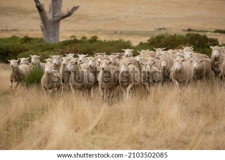 View of herd of sheep in a paddock on a farm near Bothwell, Tasmania