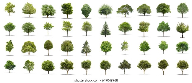 Diversity Trees Set On White Stock Vector (Royalty Free) 230368804 ...