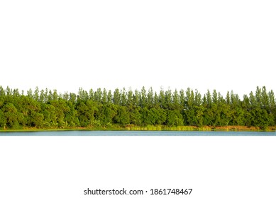 View Of A High Definition Tree Line Isolated On A White Background.