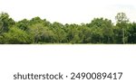 View of a High definition Treeline isolated on a white background                                  