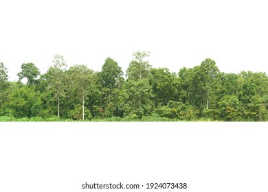 View of a High definition Treeline isolated on a white background                            