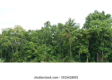 View of a High definition Treeline isolated on a white background                               