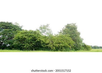View of a High definition Treeline isolated on a white background