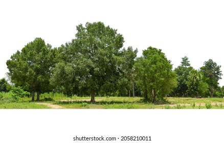 View of a High definition Treeline isolated on a white background, tree line isolate on white background.