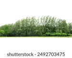 View of a High definition Treelined isolated on a white background.