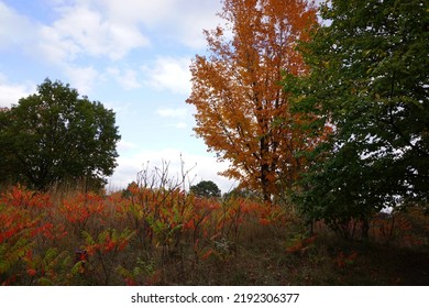 View Of High Park At Bloor Street West In Toronto City Of Ontario, Canada